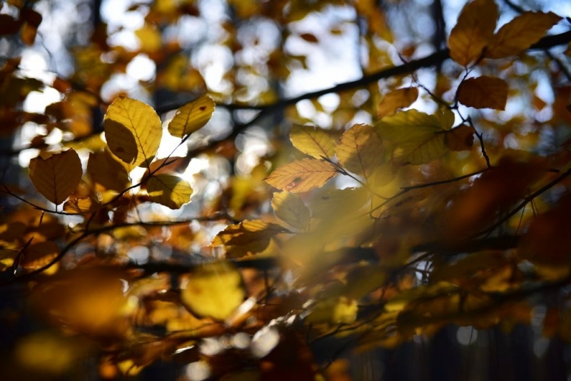 maniDSC_5622