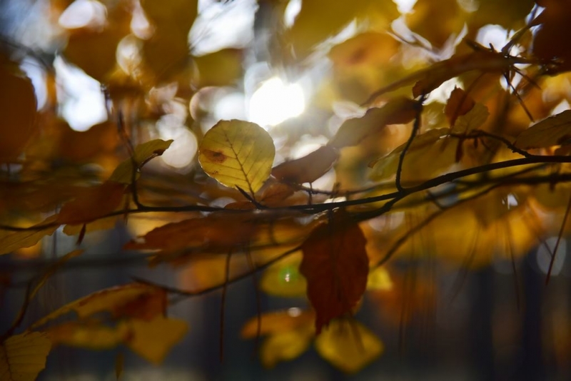 maniDSC_5629