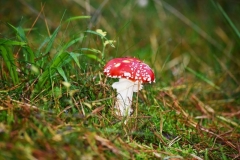 maniDSC_5476