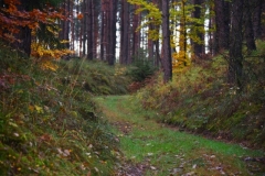 maniDSC_5481