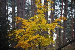 maniDSC_5482