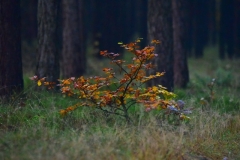 maniDSC_5492