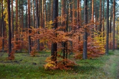maniDSC_5497