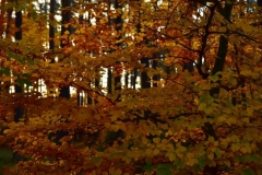 maniDSC_5509
