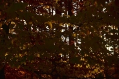 maniDSC_5517