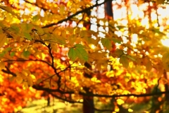 maniDSC_5519