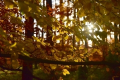 maniDSC_5520