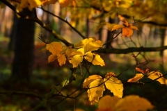 maniDSC_5522