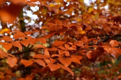 maniDSC_5523