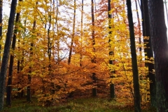 maniDSC_5534