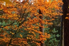 maniDSC_5541