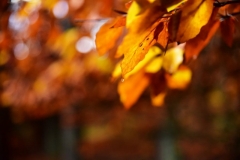 maniDSC_5548