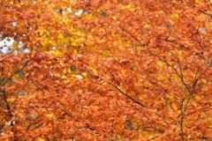 maniDSC_5556
