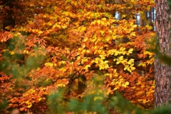 maniDSC_5559