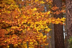 maniDSC_5563