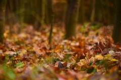 maniDSC_5565
