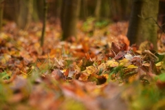 maniDSC_5566