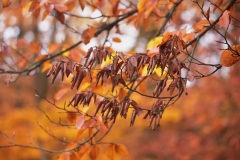 maniDSC_5572