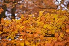 maniDSC_5576