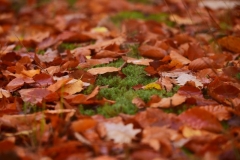 maniDSC_5578
