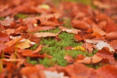 maniDSC_5579