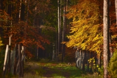 maniDSC_5585