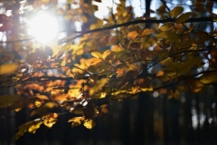 maniDSC_5619