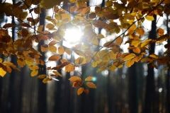 maniDSC_5628
