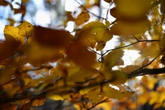 maniDSC_5634
