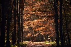 maniDSC_5642