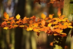 maniDSC_5648
