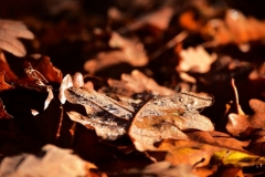 maniDSC_5652