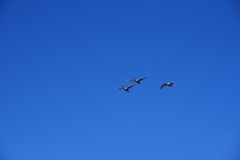 maniDSC_5673