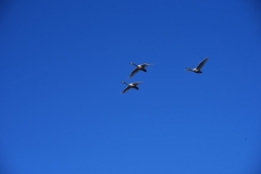 maniDSC_5674