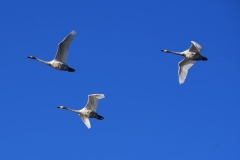 maniDSC_5676