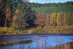 maniDSC_5693