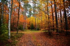 maniDSC_5711