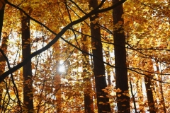 maniDSC_5714