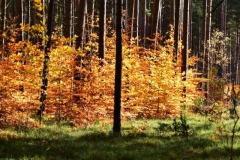 maniDSC_5723
