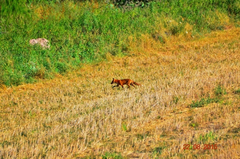 DSC_3496