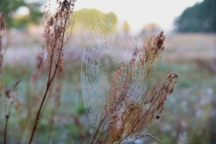 mDSC_1647