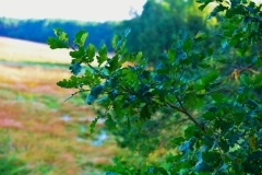 mDSC_1743