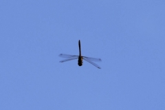 mDSC_1817