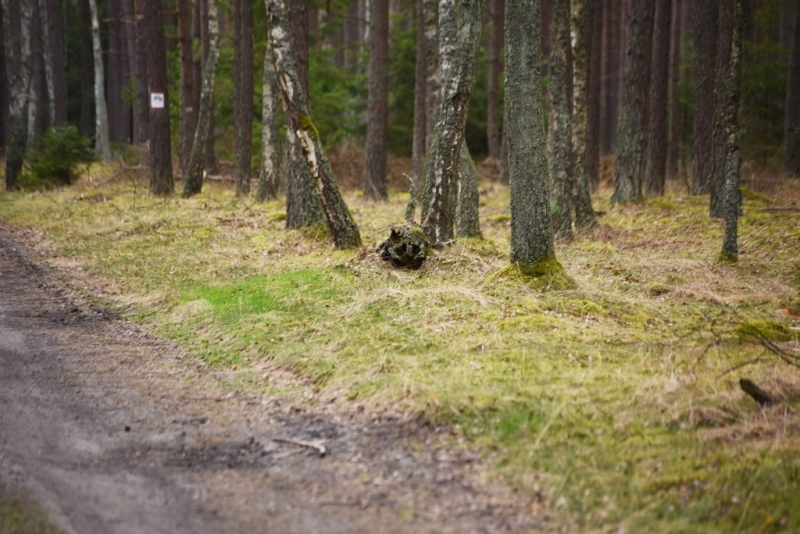 koszalinDSC_0832