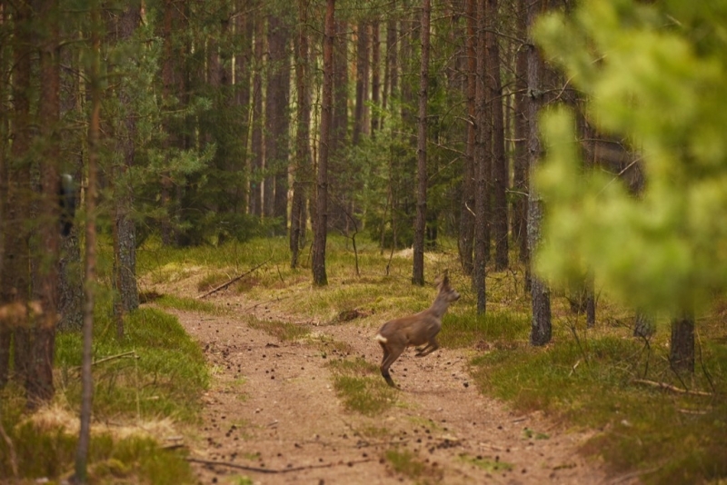 koszalinDSC_0965