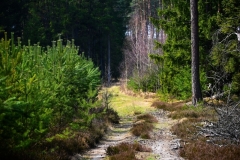 koszalinDSC_0820