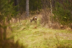 koszalinDSC_0954