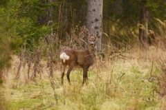 koszalinDSC_0963