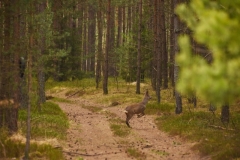 koszalinDSC_0965