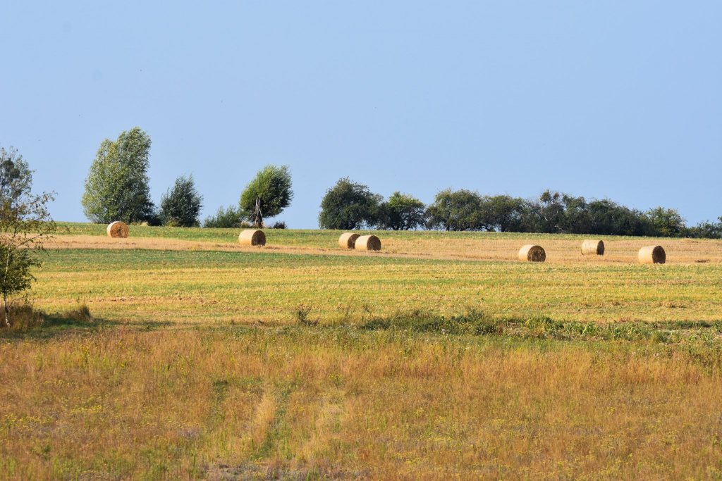 DSC_5087